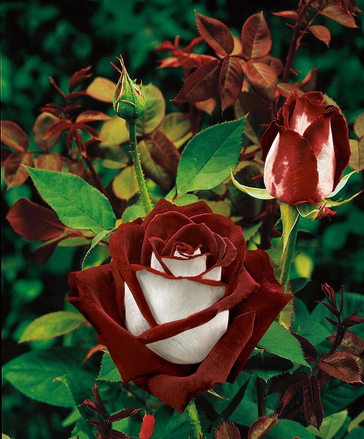 Роза красная - растения, роза, цветы - оригинал