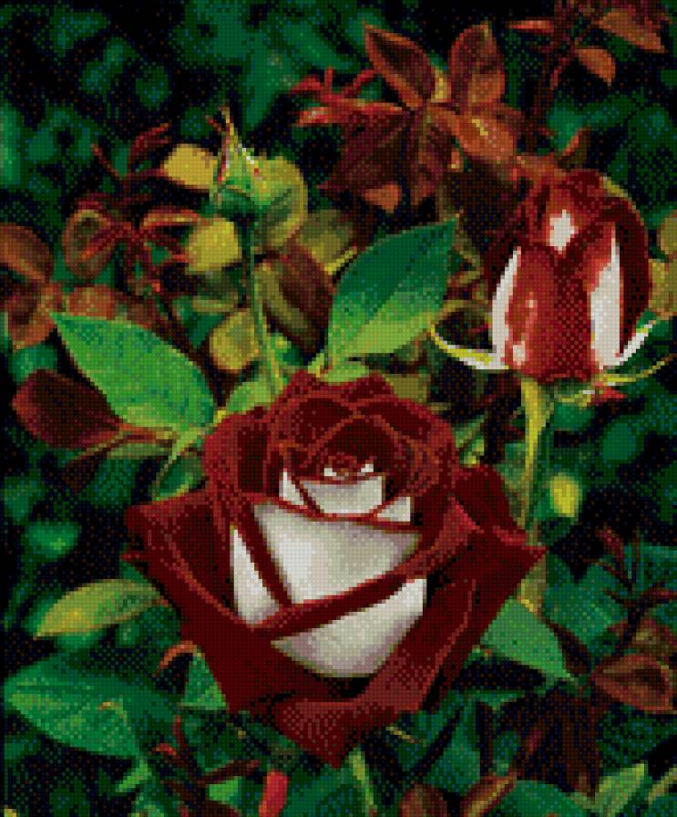 Роза красная - роза, растения, цветы - предпросмотр