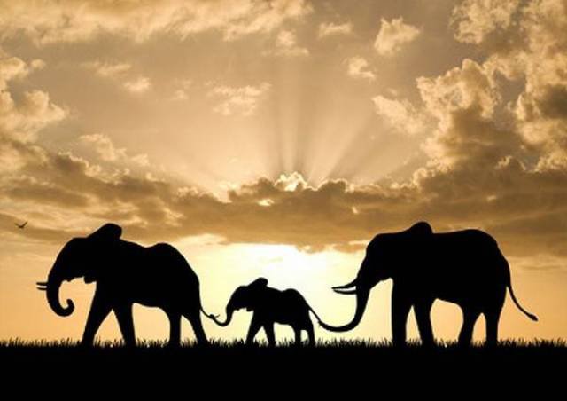 три слона - саванна, слоны, африка, слон - оригинал