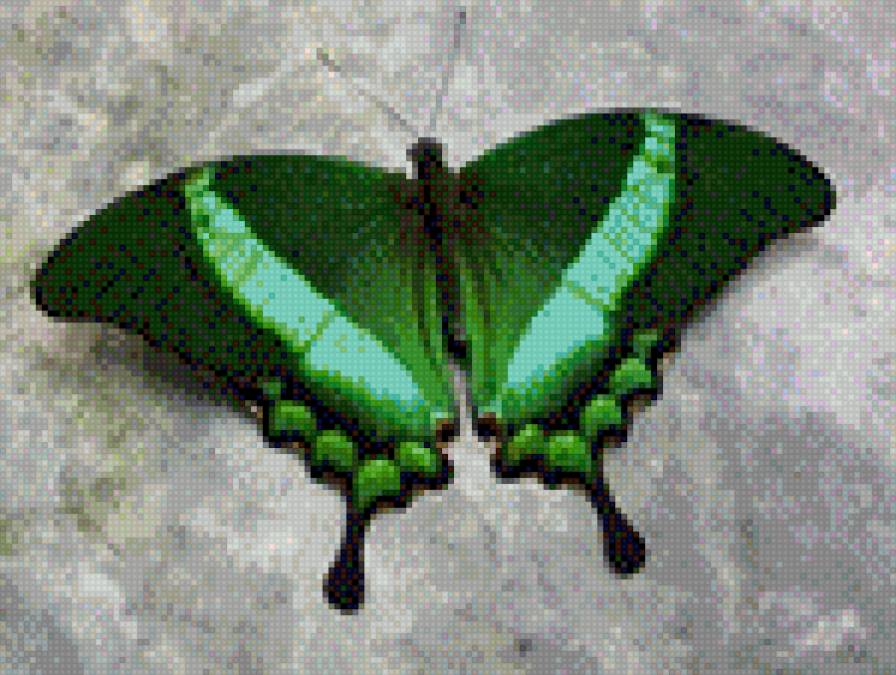 Бабочка - бабочки, насекомые - предпросмотр