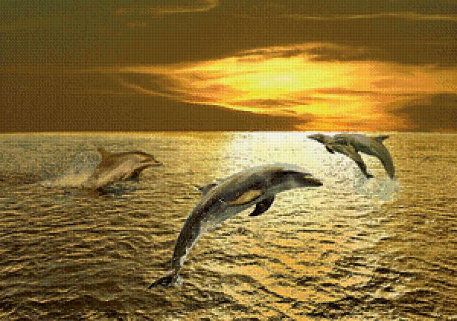 дельфины - животные, вода, солнце, дельфины, море, природа, закат - предпросмотр