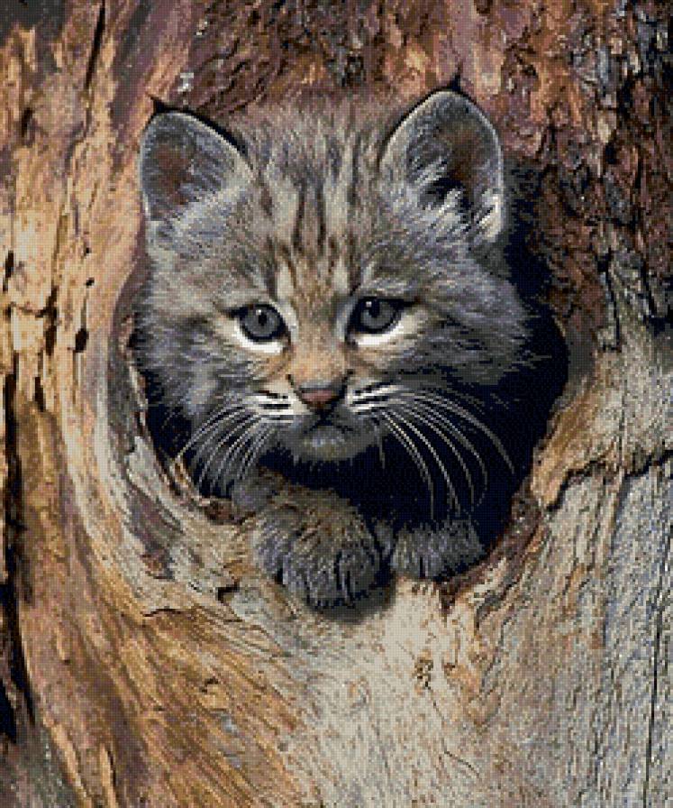 Котенок - кошки, природа, котенок, дерево, лес, животное - предпросмотр