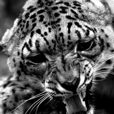 леопард 1