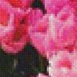 Предпросмотр схемы вышивки «тюльпаны» (№682738)