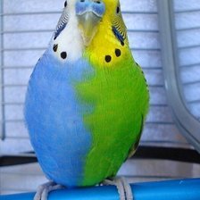 Схема вышивки «двухцветный попугайчик»