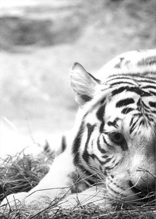 тигр - тигр, монохром, черно-белое - оригинал