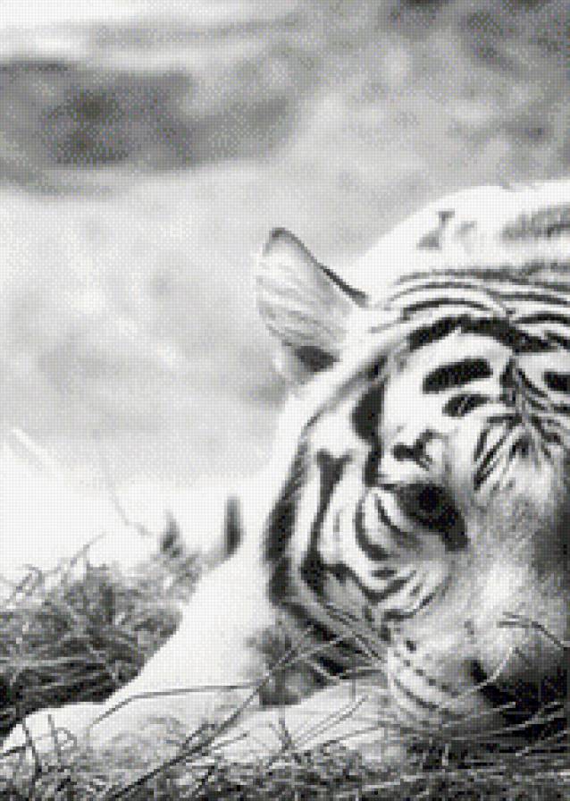 тигр - монохром, черно-белое, тигр - предпросмотр
