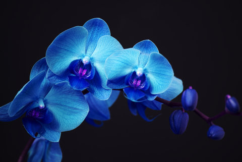 голубая орхидея - оригинал