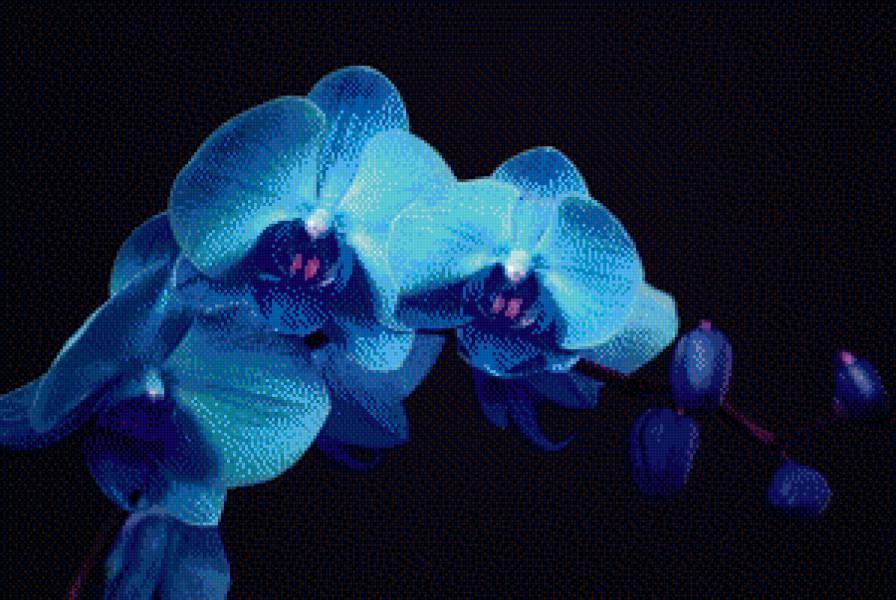 голубая орхидея - предпросмотр