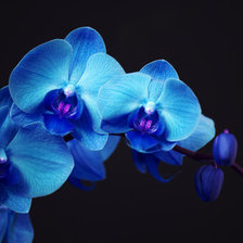 Схема вышивки «голубая орхидея»
