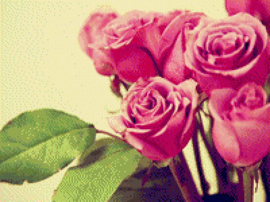 Роза - красиво, розовый, роза, цветы - предпросмотр