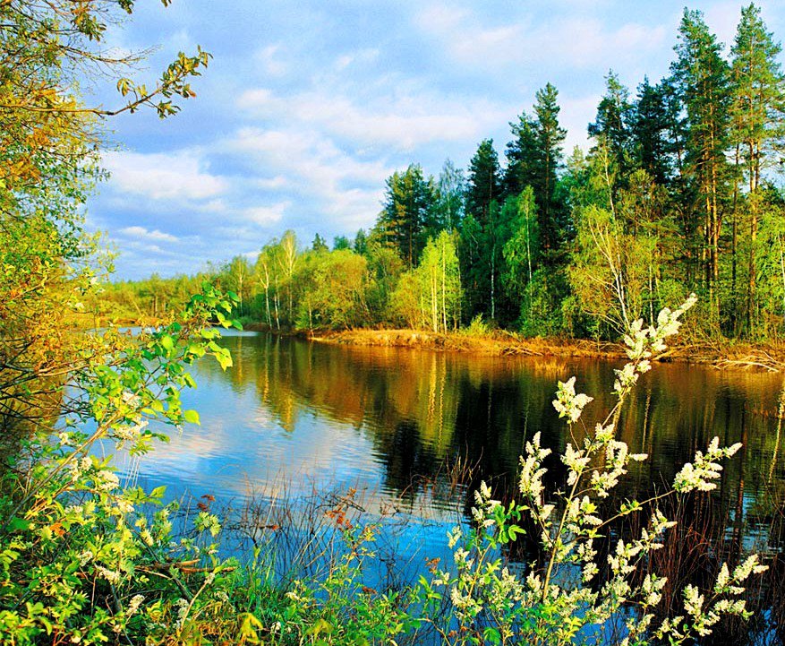 тихая речка - река, пейзаж, лес - оригинал