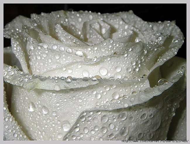 белая роза - цветы, роза - оригинал