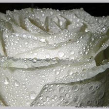 Оригинал схемы вышивки «белая роза» (№686080)