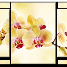 Оригинал схемы вышивки «орхидея триптих» (№686103)