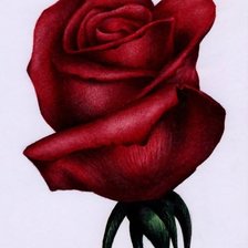 Оригинал схемы вышивки «роза» (№686482)
