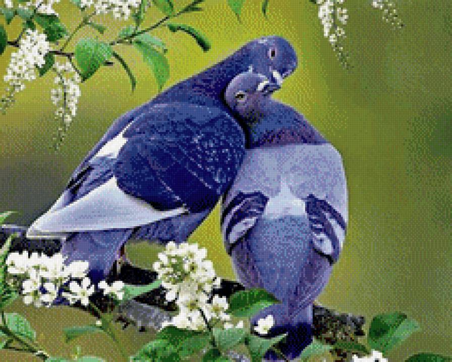 Голуби - любовь, голуби, птицы - предпросмотр