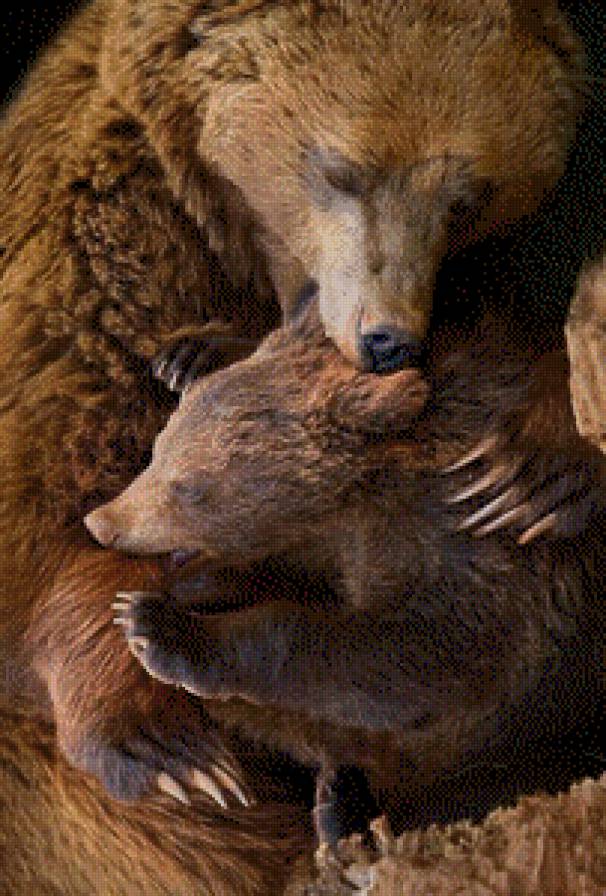Медведи - медведи, животные - предпросмотр