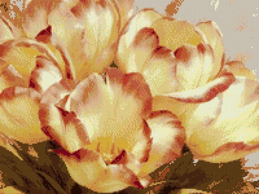 любимые тюльпаны - тюльпаны, цветы - предпросмотр