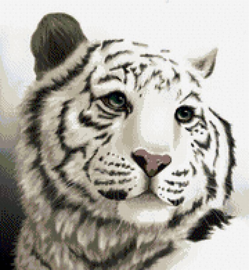 Тигр - животное - предпросмотр