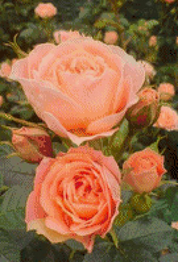 peach rose - рози, квіти, троянда, троянди, цветы - предпросмотр