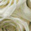 Предпросмотр схемы вышивки «белые розы» (№688767)