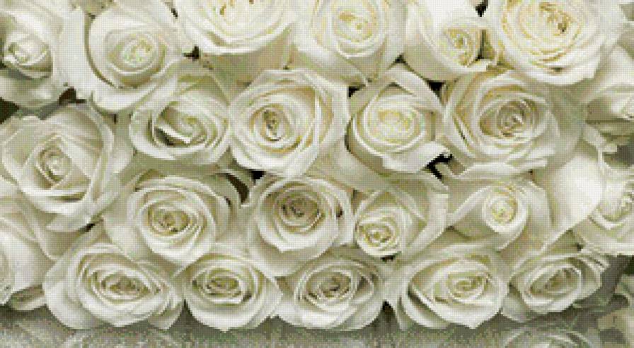 белые розы - розы, букет, белые - предпросмотр