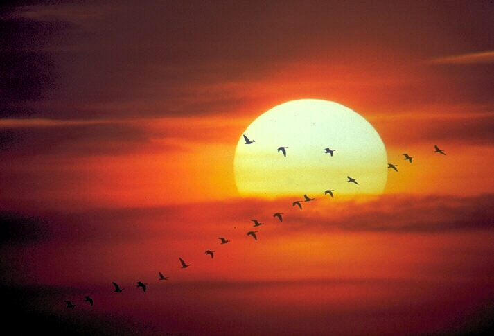 журавли в закате - сонце, закат, небо, журавли, природа, птицы - оригинал
