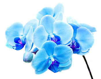 Синяя орхидея - цветок, синяя, орхидея - оригинал