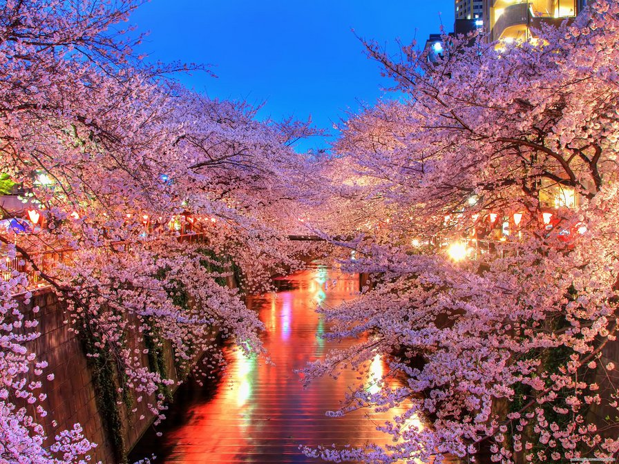 Цветущая сакура - цветы, сакура, вечер - оригинал