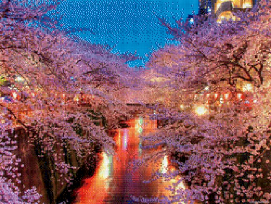 Цветущая сакура - вечер, цветы, сакура - предпросмотр