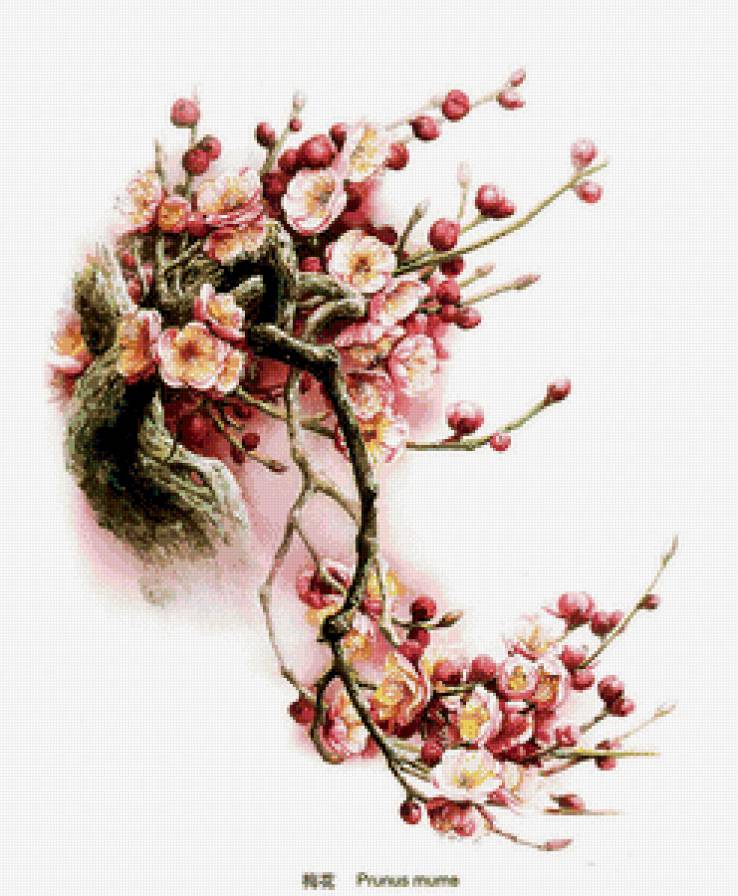 ветка цветущей сакуры - весна, восток, ветка, япония, цвет, сакура - предпросмотр