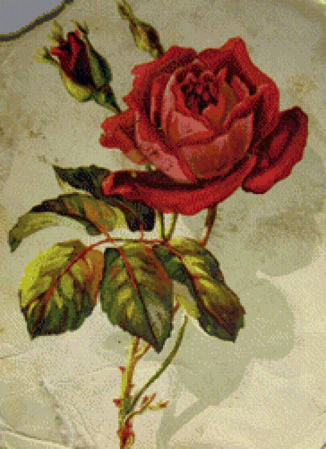 ретрооткрытки - роза, открытка, цветок, ретро - предпросмотр