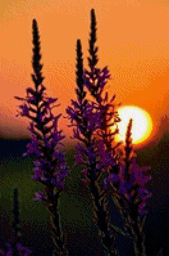 закат - закат, вечер, цветок, солнце, природа - предпросмотр