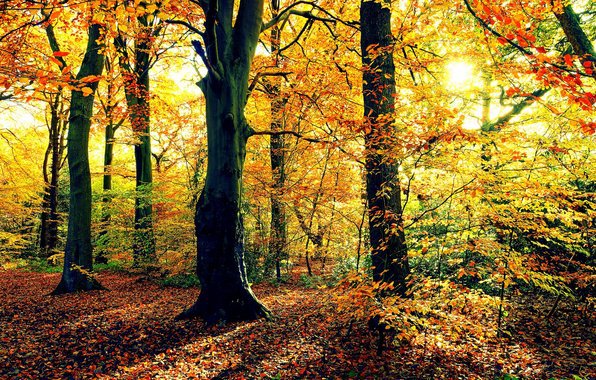 янтарная осень - осень, деревья, лес - оригинал