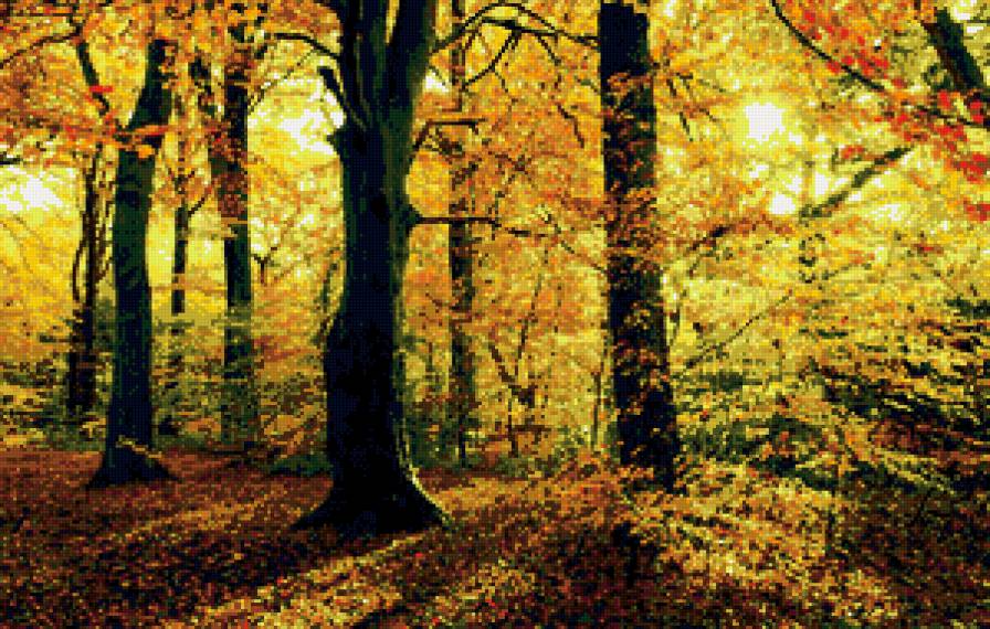 янтарная осень - осень, лес, деревья - предпросмотр