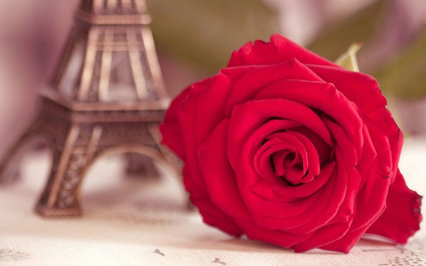 №690666 - париж, цветы, эйфелева башня, розы - оригинал