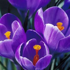 Оригинал схемы вышивки «Фиолетовые тюльпаны» (№690816)