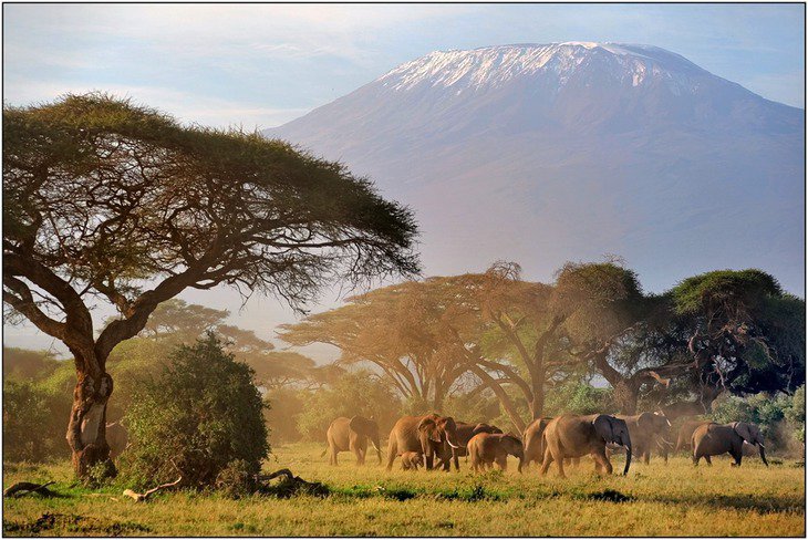 слоны - слоны африка - оригинал