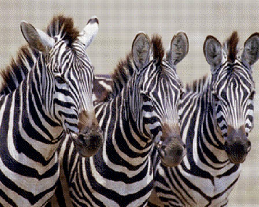 Три зебры - зебры, животные - предпросмотр