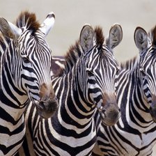 Три зебры