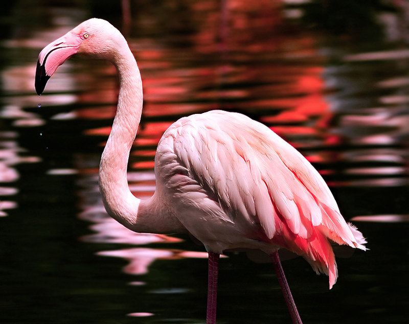Фламинго 2 - фламинго, птицы - оригинал