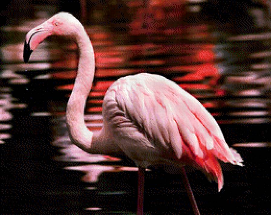 Фламинго 2 - фламинго, птицы - предпросмотр