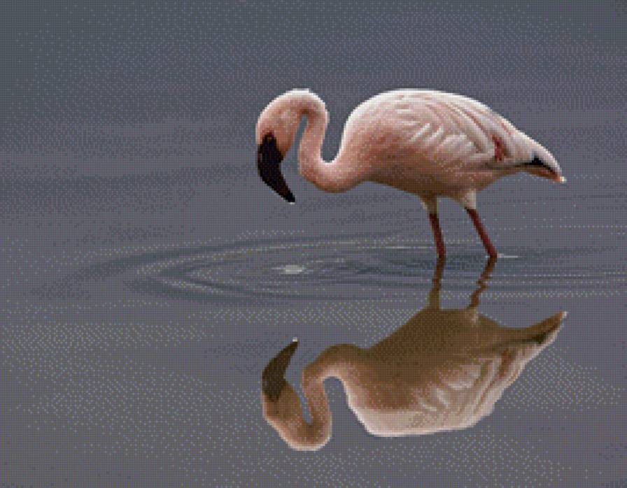 Фламинго 3 - фламинго, птицы - предпросмотр