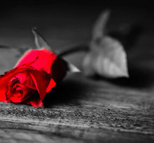 роза любви