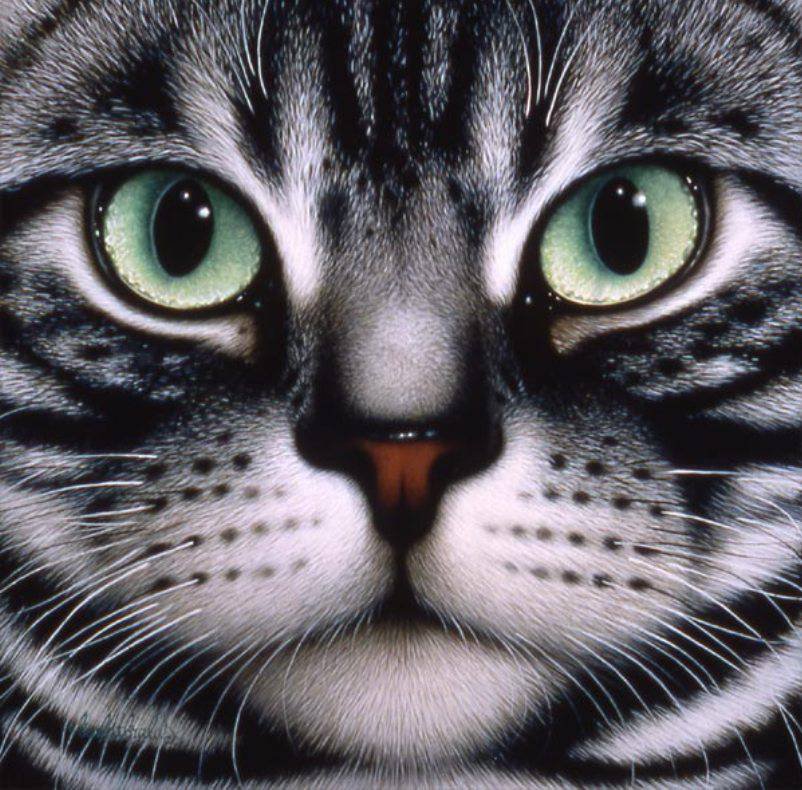 кошачий портрет - котики, коты, кот, портрет - оригинал