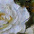 Предпросмотр схемы вышивки «Белые розы 2» (№693454)