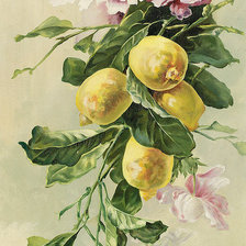 Оригинал схемы вышивки «ветка с лимонами» (№693895)