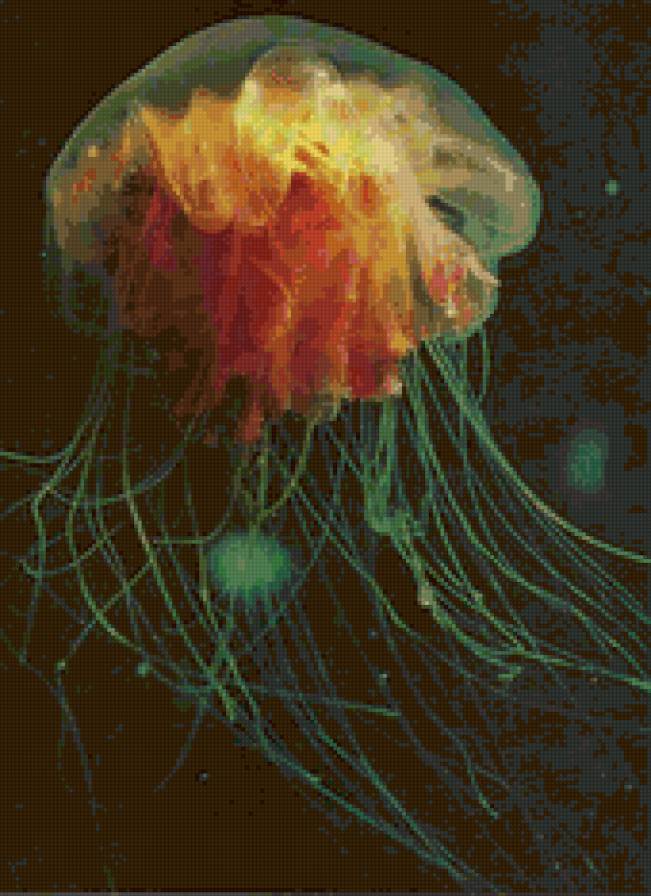 Медуза - морские животные, море - предпросмотр