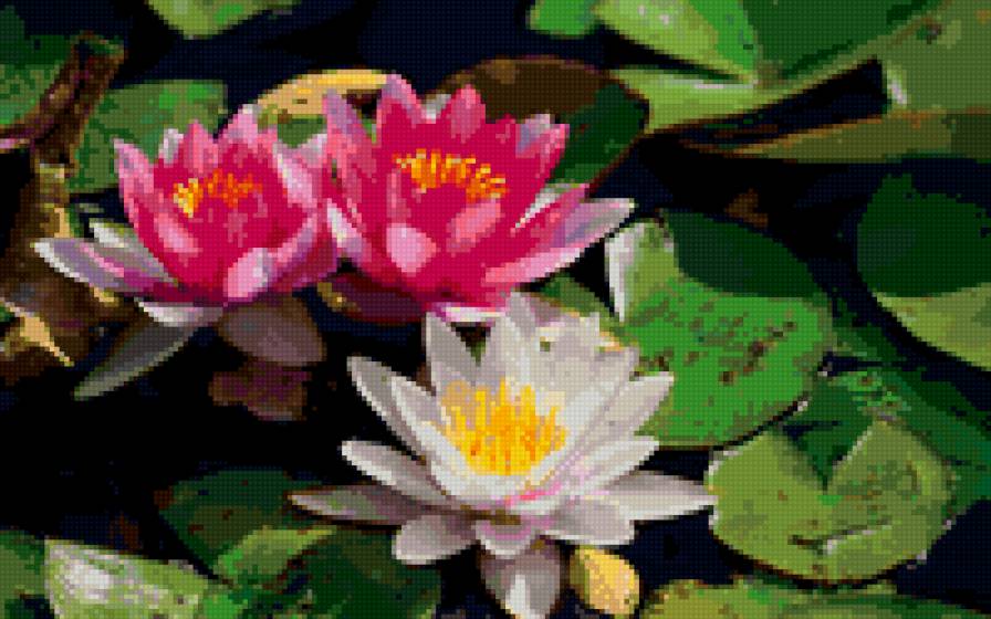 Водяные лилии - цветы - предпросмотр